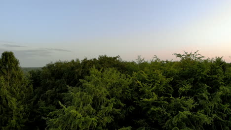über-Bäumen-Schwebend,-Am-Horizont-Blauer-Himmel-Ohne-Wolken,-Aufnahmen-Für-Die-Zeit-Vor-Sonnenuntergang