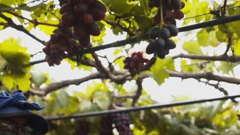 Close-up-shot-of-a-female-vineyard-laborer-harvesting-fresh-grapes-from-overhead-vines