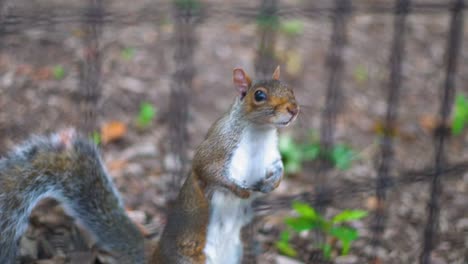 Wild-Squirrel-Behind-Fence-in-Central-Park,-New-York,-Close-Up