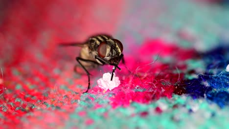 Eine-Stubenfliege,-Die-Sich-Von-Essensresten-Auf-Einer-Tischdecke-Ernährt