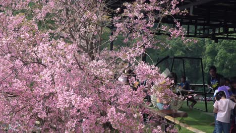 Touristen-Fotografieren-Die-Kirschblüte-In-Chiang-Mai,-Thailand