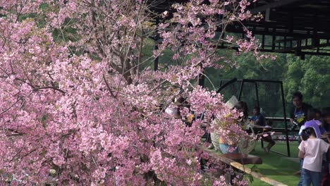 Los-Turistas-Toman-Una-Foto-Con-Los-Cerezos-En-Flor-En-Chiang-Mai,-Tailand