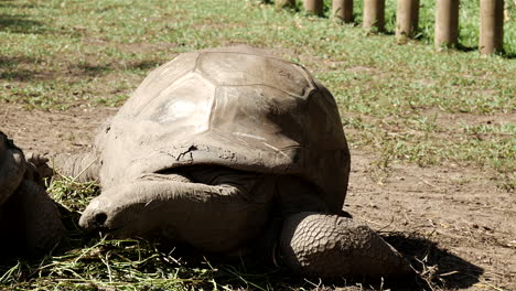Nahaufnahme-Einer-Afrikanischen-Riesenschildkröte,-Die-Ihren-Kopf-Bewegt-Und-Auf-Der-Wiese-Nach-Nahrung-Sucht