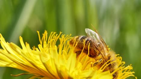 Biene-Sammelt-Pollen-Von-Blühenden-Gelben-Blüten-In-Der-Natur,-Makro-Nahaufnahme