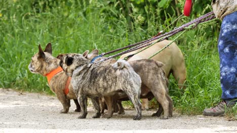Several-french-bull-dogs-on-leash-go-for-a-walk-outdoors-during-sunny-day,static