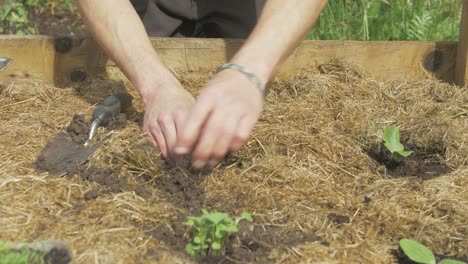 Transplanting-spinach-seedling-into-mulched-raised-garden-bed