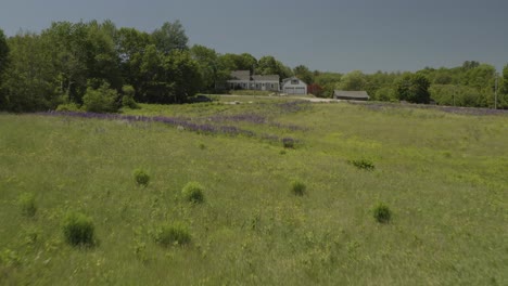 Pradera-De-Crecimiento-Silvestre-Con-Flores-De-Lupino-Púrpura-Vuelo-Aéreo-Bajo