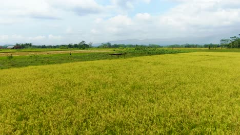 Plantation-of-yellow-ripe-rice-ready-to-harvest-on-Java,-Indonesia,-aerial-dolly-shot