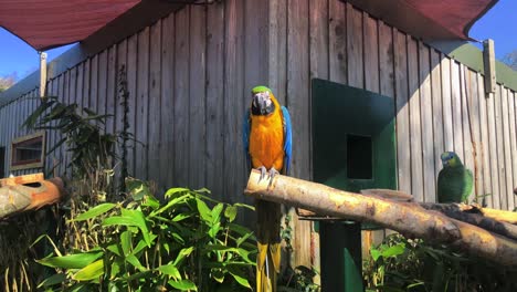 Macaw-Parrot-With-Orange-winged-Amazon-Sitting-On-A-Tree-Trunk-At-The-Longleat-Safari-And-Adventure-Park-In-Wiltshire,-England,-UK