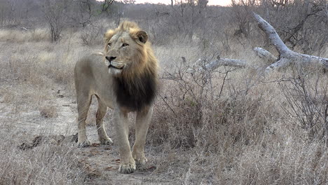 Full-body-shot-of-a-male-lion-surveying-his-surroundings
