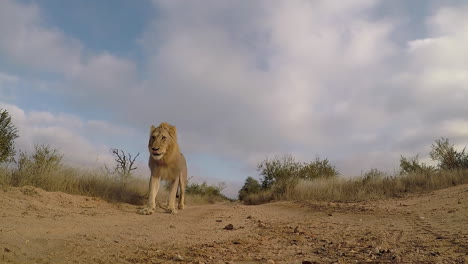 A-male-lion-walks-towards-and-past-a-GoPro-on-the-ground-along-a-dirt-road-in-Africa