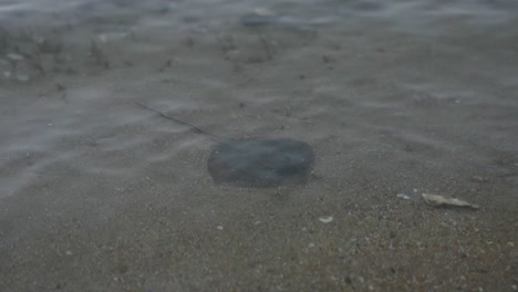 Baby-stingray-on-clear-ocean-shoreline-in-Kyoto,-Japan