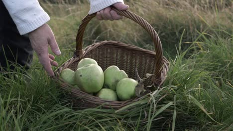 Hands-carrying-basket-of-apples-in-a-meadow-medium-shot
