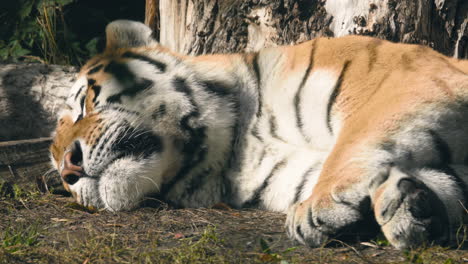 Closeup-of-a-tiger-sleeping,-on-a-sunny-day---Static-shot---Tigris-noun