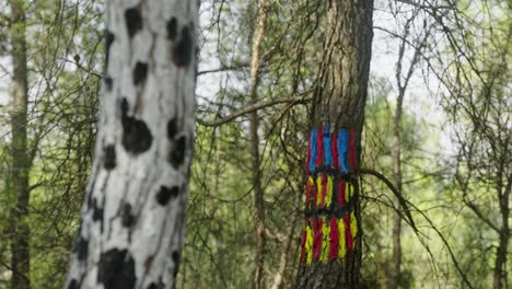 Kamerafokus-Unschärfewechsel-Bemalter-Baumstämme-Im-Katalanischen-Wald-In-Spanien