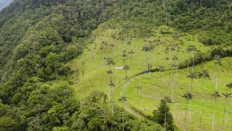 Aerial-View-of-Wax-Palm-Trees-in-Colombia's-Beautiful-Cocora-Valley
