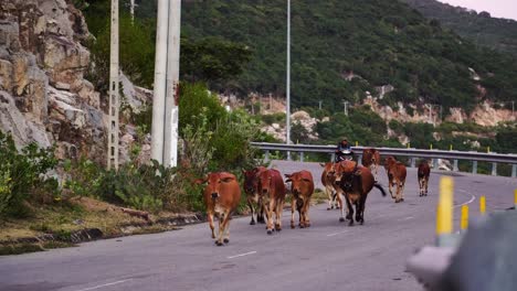 Rebaño-De-Vacas-Corriendo-Por-La-Carretera-Costera-En-Vietnam