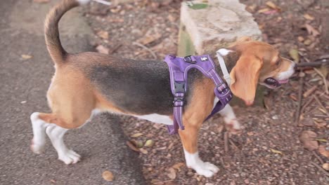 Perro-Beagle-Con-Babero-Morado-Camina-En-El-Parque-Entre-La-Persona,-Primer-Plano,-Cámara-Lenta