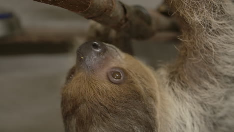 A-two-toed-sloth-hanging-in-a-tree-close-to-the-camera-slow-motion-cinematic