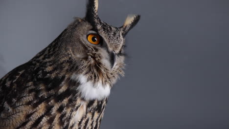 Eurasian-Eagle-owl-on-grey-background