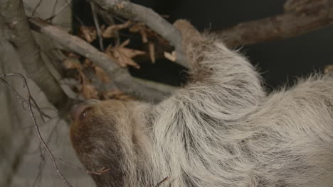 A-two-toed-sloth-hanging-in-a-tree-close-to-the-camera-slow-motion-cinematic