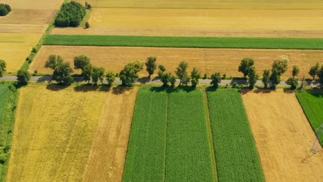 Green-fields-aerial-view-before-harvest-at-summer