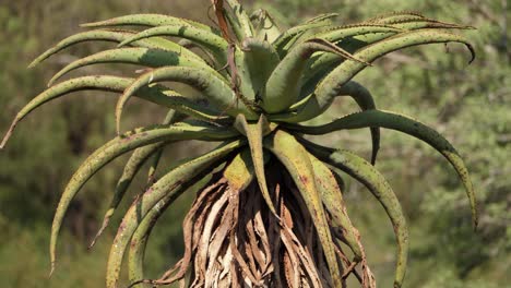 Tilt-up-stalk-of-tall,-rugged-Mountain-Aloe-plant-in-rural-Africa