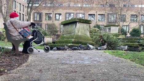 An-old-woman-sitting-on-a-bench-with-many-pigeons-around