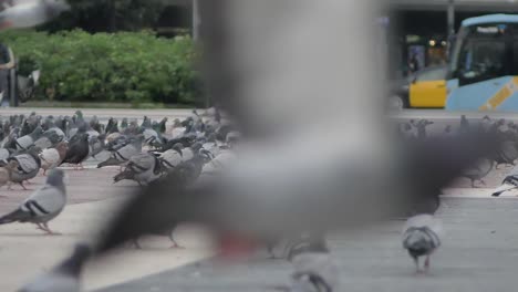Slow-motion-city-life-flock-of-pigeons-bustling-on-quiet-pedestrian-pavement-pan-right