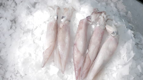 Tintenfische-Auf-Das-Eisbündel-Legen