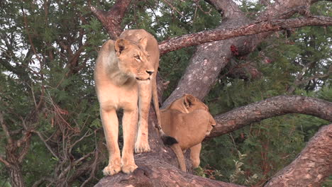 A-lioness-surveys-the-land-while-standing-tall-in-a-fallen-tree-with-another-female-lion-lounging-beside-her