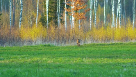 Wild-European-female-roe-deer-eating-in-a-green-meadow,-sunny-spring-evening,-golden-hour,-medium-shot-from-a-distance