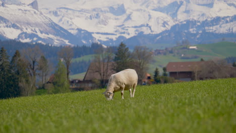 Wide-shot-of-farm-sheep-grazing-on-hill-grass-field-and-snow-covered-swiss-alp-mountains-in-background