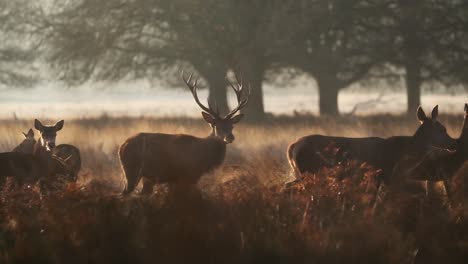 Beeindruckender-Rotwildhirsch,-Der-Bei-Sonnenaufgang-Im-Winter-In-Zeitlupe-Im-Hohen-Goldenen-Gras-Steht