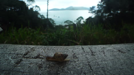 Slow-moving-snail-on-wall-with-sea-at-background