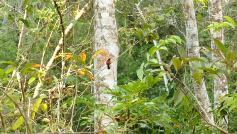 Bunte-Exotische-Vögel,-Die-Auf-Baumzweigen-In-Einem-Tropischen-Wald-In-Panama-Ruhen