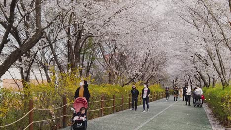 Erstaunliche-Zeitlupenaufnahme-Von-Menschen,-Die-Im-Park-Unter-Blühenden-Kirschblütenblättern-Spazieren,-Die-Von-Bäumen-Fliegen