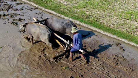 Aerial-track-shot-of-farmer-using-traditional-cow-plow-to-cultivate-rice-field