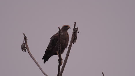 Cometa-Ave-Depredadora-En-Una-Ramita-En-Pantanal