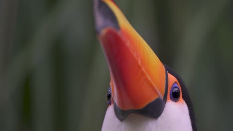 Extreme-close-up-shot-of-a-Toucan-looking-up-and-blinking-on-a-rainy-day