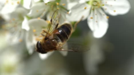 Wild-bee-hanging-on-white-flower-and-collecting-pollen-during-beautiful-spring-day,-macro-view