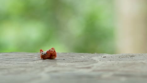 Rotes-Raupentier,-Das-Langsam-Auf-Einem-Holztisch-In-Der-Wildnis-Kriecht