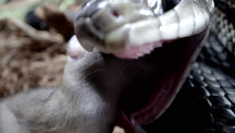 Serpiente-De-Rata-Negra-Cerca-De-Macro-Comiendo-Un-Ratón-En-La-Naturaleza