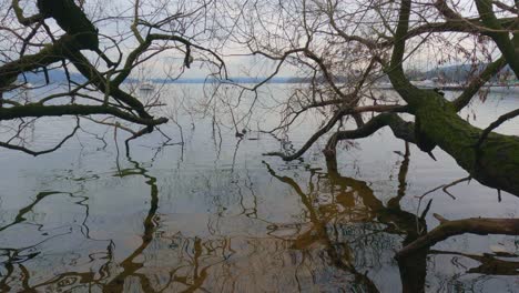 Tree-trunks-reflecting-in-lake-waters.-Dolly-in