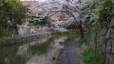 Sakura-Cherry-Blossoms-Bloom-over-Old-Omihachiman-Bori-Moat,-Shiga,-Japan
