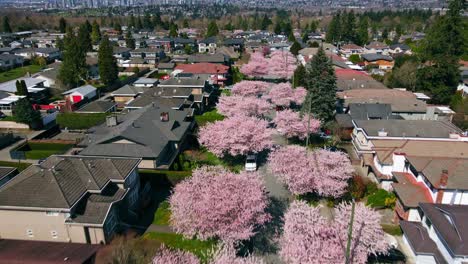 Antena-De-Hermosos-Cerezos-En-Flor-Rosa-A-Lo-Largo-De-Una-Calle-Suburbana