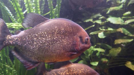 Nahaufnahme-Eines-Gefährlichen-Piranhas-Unter-Wasser-Im-Aquarium,-Beleuchtung-Durch-Sonnenlicht