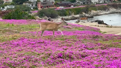 Ein-Junger-Hirsch,-Der-Durch-Den-Berühmten-Lila-Teppich-Läuft,-Der-Im-Späten-Frühling-In-Pacific-Grove,-Kalifornien,-Blüht