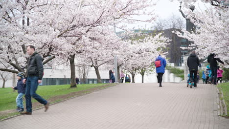 Gente-Caminando-Por-Un-Sendero-Que-Atraviesa-El-Parque-De-árboles-Sakura-De-Vilnius