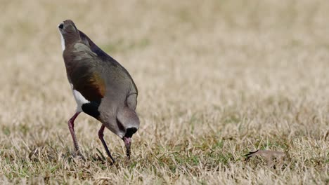 Jagd-Auf-Den-Südlichen-Kiebitz,-Der-Bei-Sonnenlicht-Einen-Wurm-Aus-Trockenem-Boden-Pickt,-Nahaufnahme-Einer-Spuraufnahme---Vanellus-Chilensis-Arten-In-Aktion